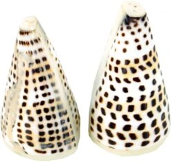 Pfeffer- Und Salzstreur Mare - 8x6x5 Cm