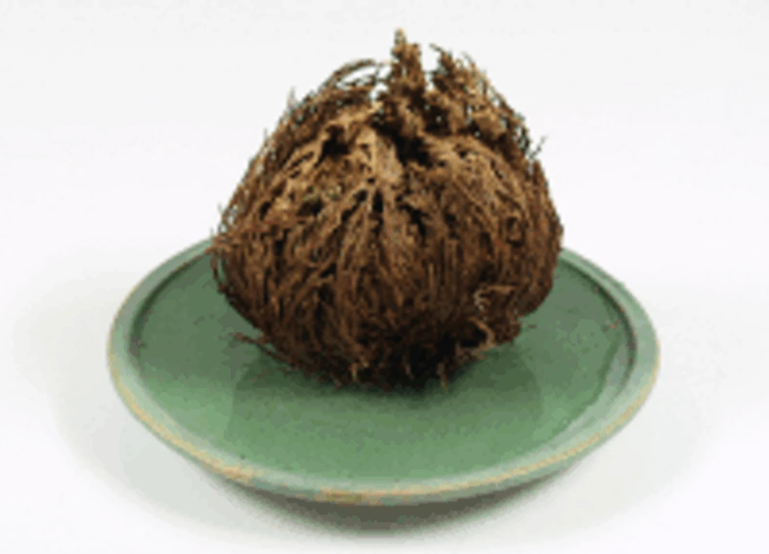 Rose Von Jericho 1 Rose Von Jericho